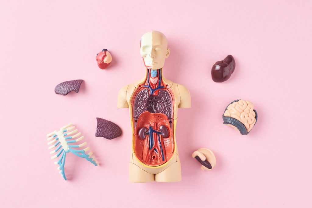 Анатомія органів правого боку